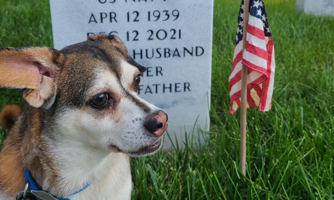 A dog stands vigil at a Veteran's grave. A US flag is next to him.