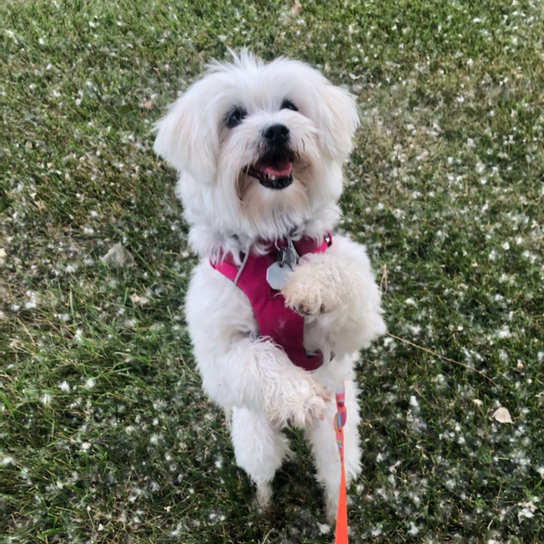 A small, fluffy white dog wears a red harness and is holding a paw up to shake.