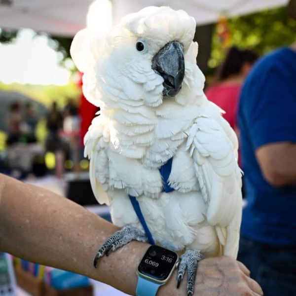 White bird with grey beak perches on a wrist.